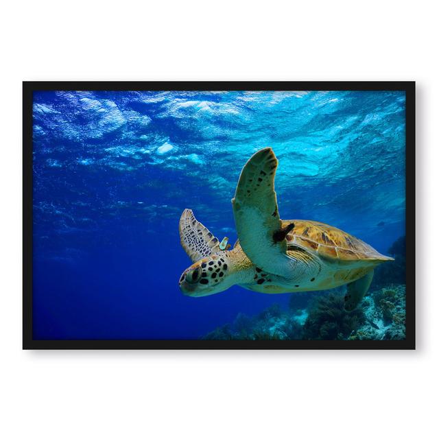 Gerahmtes Poster "Turtle in the Reef" Sansibar Home Größe: 38 cm H x 30 cm B x 2.5 cm T on Productcaster.