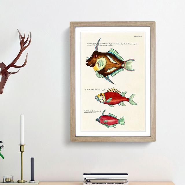 East Indies Fish Illustrations XXXVI by Louis Renard - Picture Frame Graphic Art Print East Urban Home Frame Option: Oak Framed, Size: 36cm H x 27cm W on Productcaster.