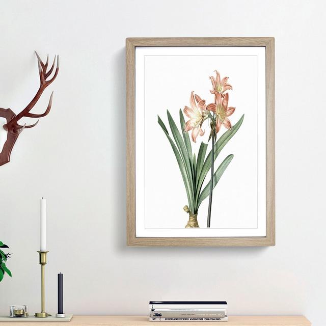 Amaryllis Flowers In Pink by Pierre-Joseph Redoute - Single Picture Frame Painting East Urban Home Size: 45cm H x 33cm W x 2cm D, Frame Option: Oak Fr on Productcaster.