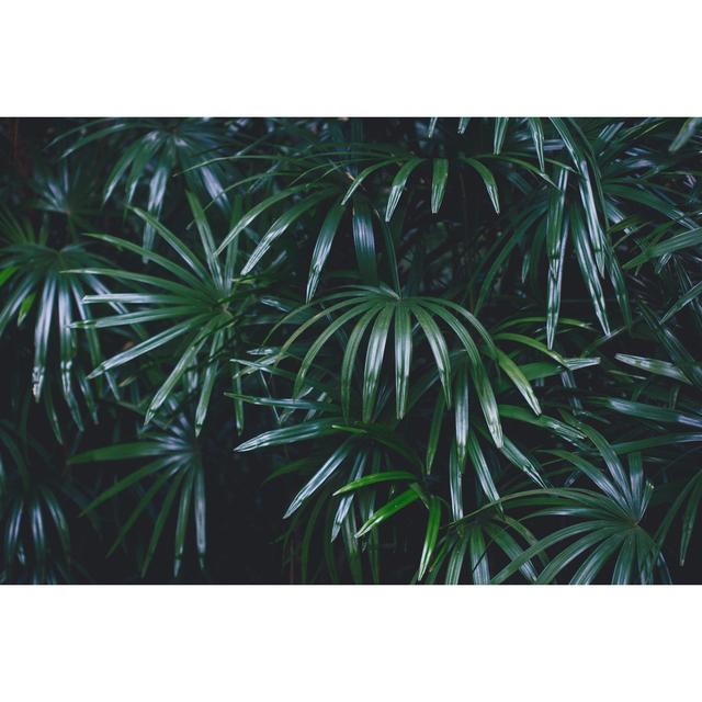 Jungle Leaves Background by Jasmina007 - Print 17 Stories Size: 81cm H x 122cm W x 3.8cm D on Productcaster.