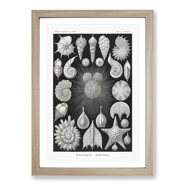 Seashells Thalamophora Vol.2 by Ernst Haeckel - Picture Frame Graphic Art East Urban Home Size: 65cm H x 48cm W x 2cm D, Frame Option: Oak Framed on Productcaster.