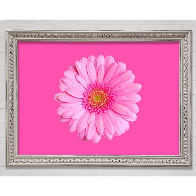 Baby Pink On Pink Gerbera - Single Picture Frame Art Prints Bright Star Size: 21cm H x 29.7cm W on Productcaster.