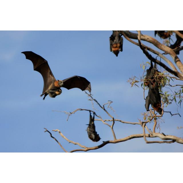 Flying Fox And Baby by CraigRJD - No Frame Art Prints on Canvas 17 Stories Size: 81cm H x 122cm W on Productcaster.