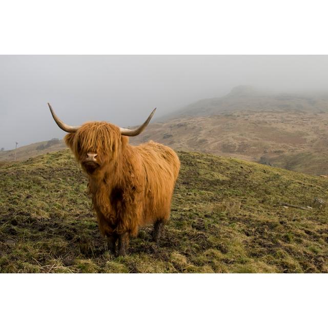 Highland Coo. by Empato - Wrapped Canvas Art Prints Natur Pur Size: 20cm H x 30cm W on Productcaster.