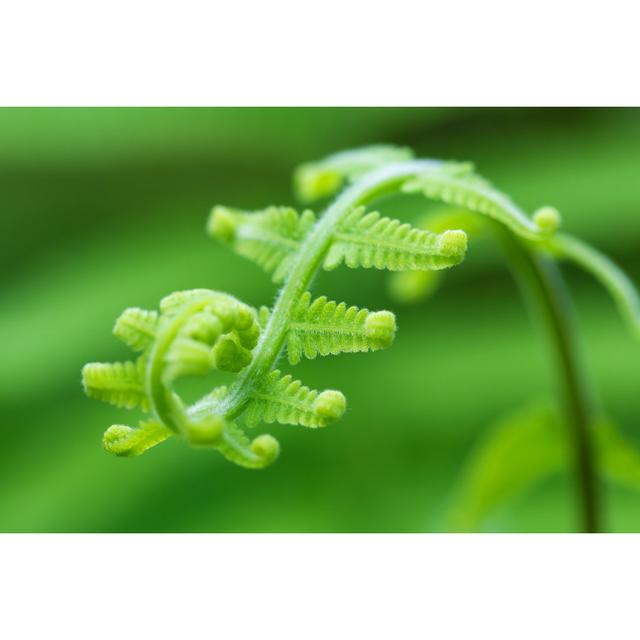 Fern Frond With Spiral Shape by Danielvfung - Wrapped Canvas Print 17 Stories Size: 30cm H x 46cm W on Productcaster.