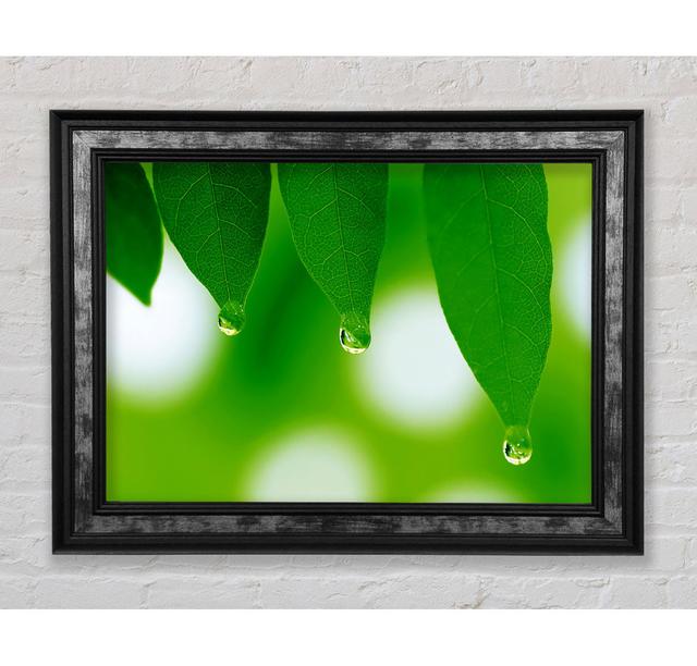 Trio Dewdrop Leaf - Single Picture Frame Art Prints Bright Star Size: 21cm H x 42cm W x 8cm D on Productcaster.