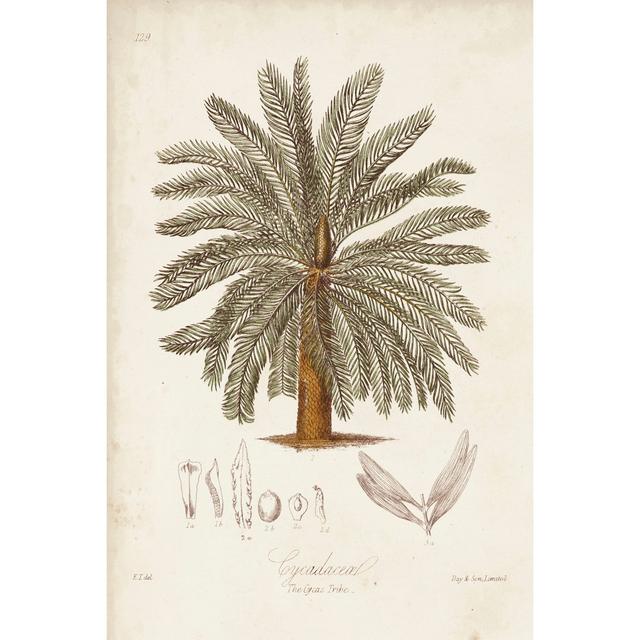 Antique Tropical Palm I Maturi Size: 91cm H x 61cm W x 3.8cm D on Productcaster.