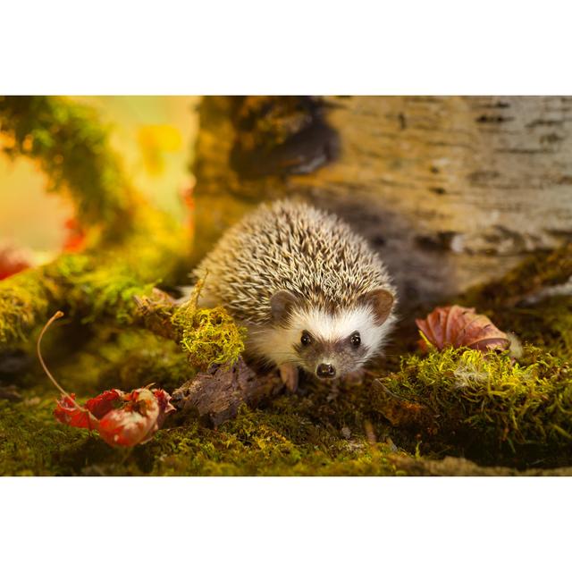 African Pygmy Hedgehog by - Wrapped Canvas Photograph 17 Stories Size: 51cm H x 76cm W on Productcaster.