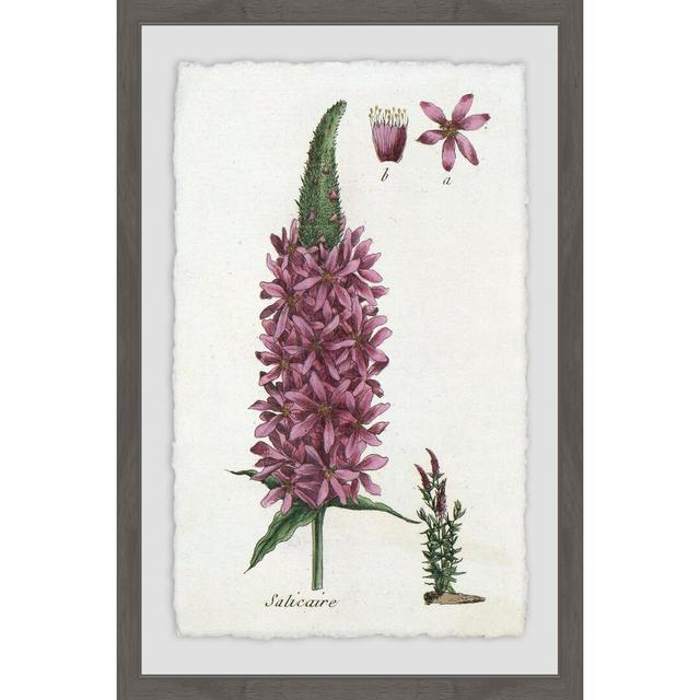 Lupins in Mauve - Picture Frame Graphic Art Print on Paper East Urban Home Size: 46 cm H x 30 cm W x 4 cm D on Productcaster.