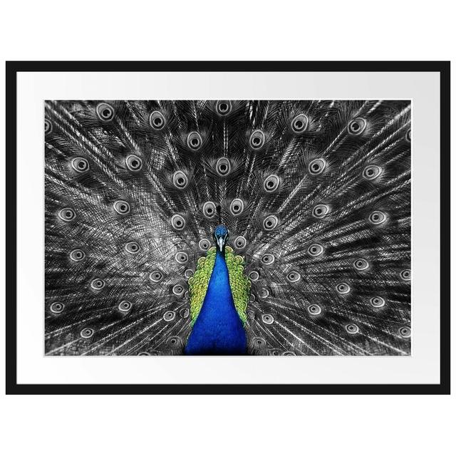 Gerahmtes Poster Pfau mit seinem Gefieder East Urban Home Größe: 60 cm H x 80 cm B x 2,5 cm T, Farbe: Blau/Grau/Grün on Productcaster.