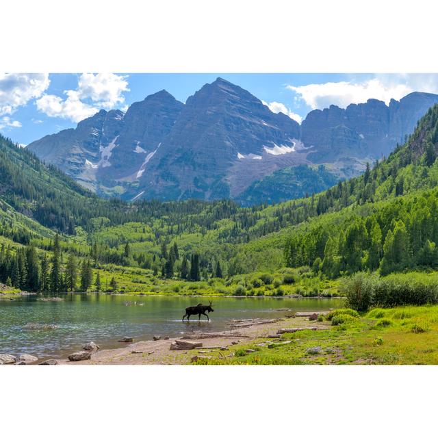 Moose at Maroon Lake - a Young Moose, with Only One Antler, Walking and Feeding in Maroon Lake at Base of Maroon Bells on a Sunny Summer Evening Aspen on Productcaster.