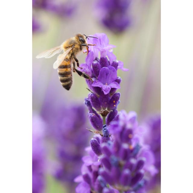 Tillbury Bumblebee by Keattikorn - Wrapped Canvas Photograph 17 Stories Size: 91cm H x 61cm W x 3.8cm D on Productcaster.