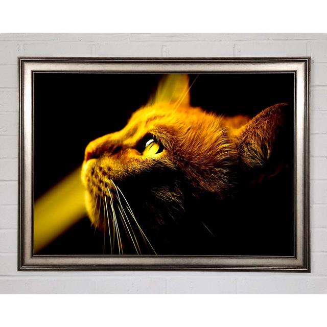 Red Cat Profile - Print Brayden Studio Size: 42cm H x 59.7cm W x 1.5cm D, Format: Black Framed Paper on Productcaster.