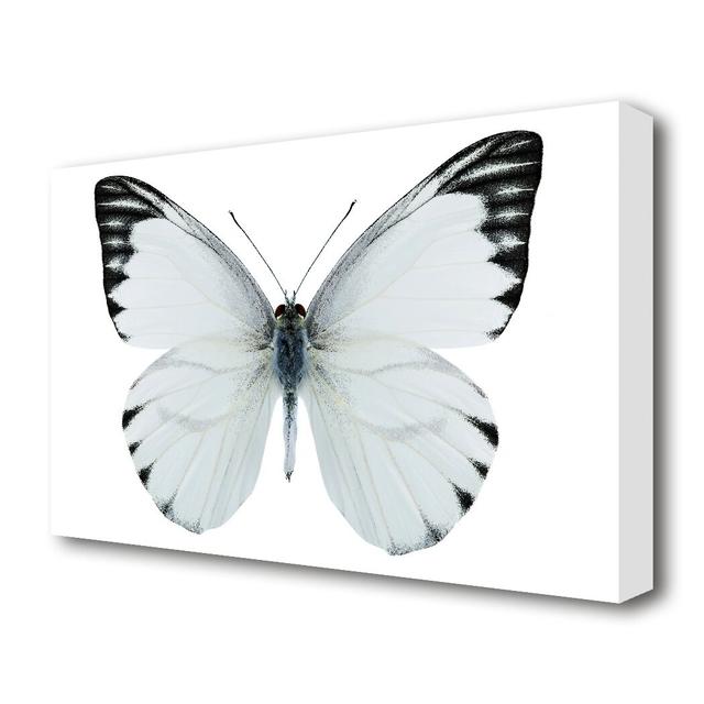 Black Tipped Butterfly Wings Wildlife - Photographic Print on Canvas East Urban Home Size: 81.3 cm H x 121.9 cm W on Productcaster.