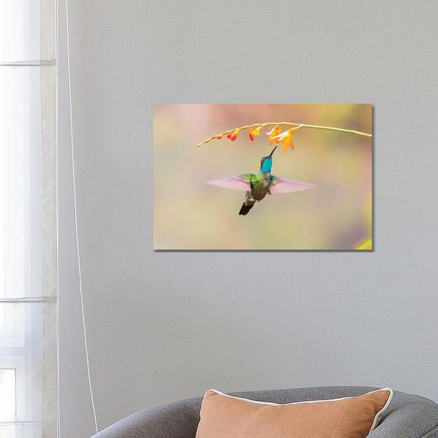 Central America, Costa Rica. Male Talamanca Hummingbird Feeding. by Jaynes Gallery - Wrapped Canvas Gallery-Wrapped Canvas Giclée Brayden Studio Size: on Productcaster.