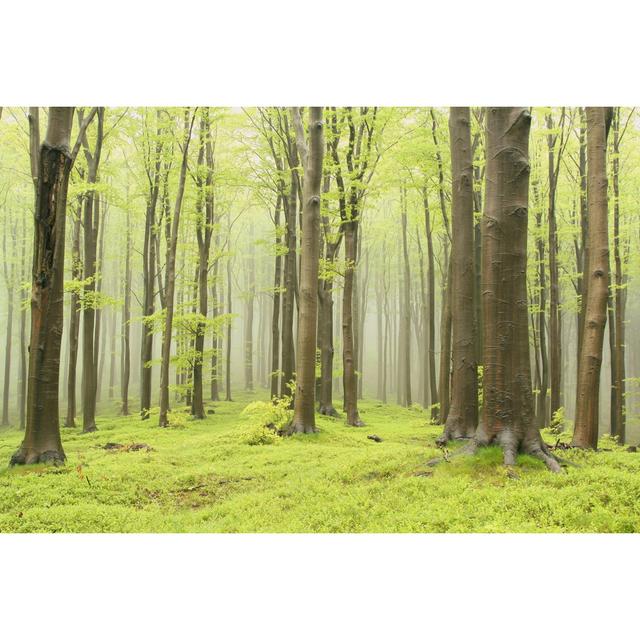 Enchanted Spring Forest - Wrapped Canvas Photograph Alpen Home Size: 61cm H x 91cm W on Productcaster.