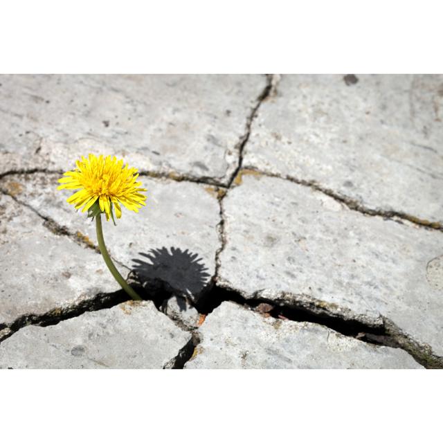 Dandelion by Savushkin - No Frame Print on Canvas 17 Stories Size: 81cm H x 122cm W on Productcaster.