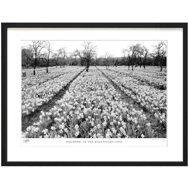 'Spalding, in the Bulb Fields C1955' by Francis Frith - Picture Frame Photograph Print on Paper The Francis Frith Collection Size: 28cm H x 36cm W x 2 on Productcaster.