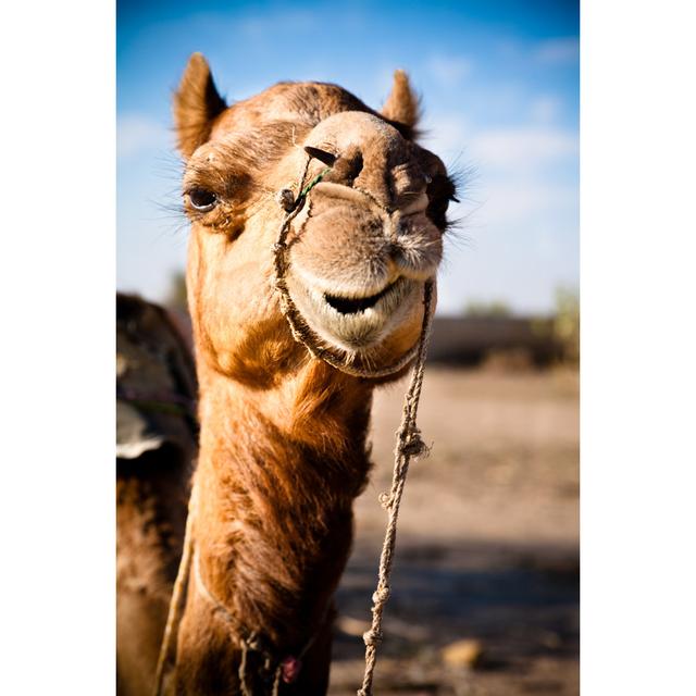 Dromedary Portrait by Fredrikarnell - Wrapped Canvas Photograph Natur Pur Size: 122cm H x 81cm W on Productcaster.