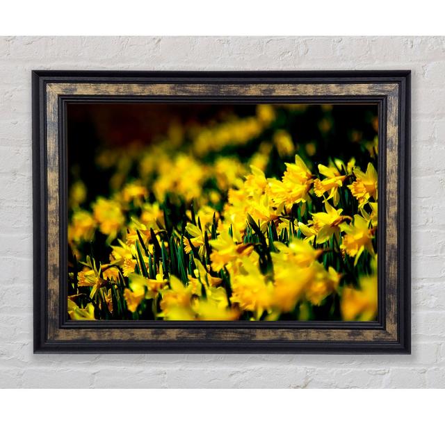 Yellow Daffodil Field - Print Bright Star Size: 84.1cm H x 142.2cm W x 8cm D on Productcaster.