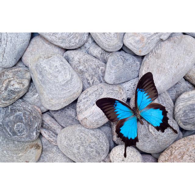 Butterfly On Pebbles by Abzee - No Frame Art Prints on Canvas Brambly Cottage Size: 20cm H x 30cm W on Productcaster.