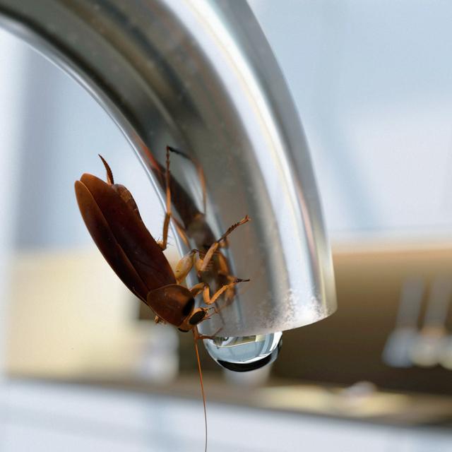 Cockroach On Tap by MediaProduction - No Frame Art Prints on Canvas 17 Stories Size: 76cm H x 76cm W on Productcaster.