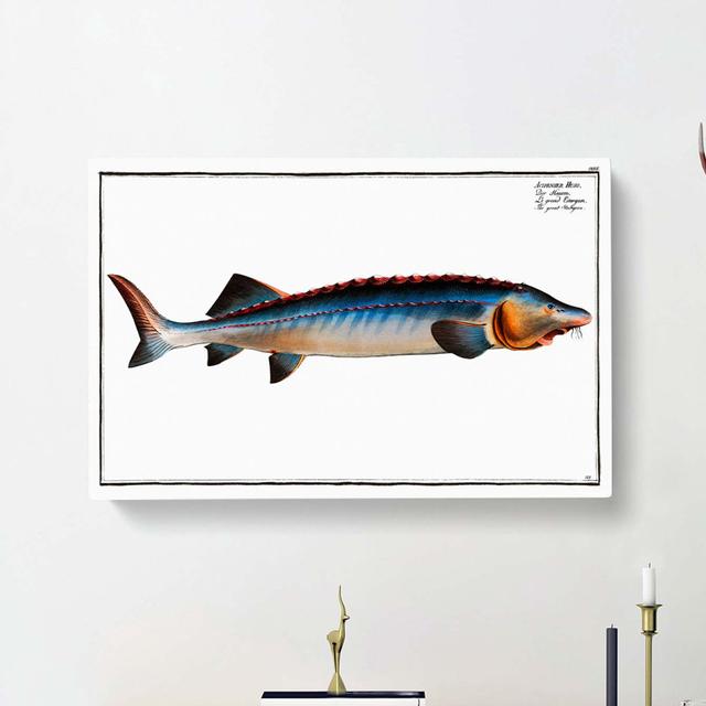 Great Sturgeon Fish by M.E. Bloch - Wrapped Canvas Painting East Urban Home Size: 35cm H x 50cm W x 3cm D on Productcaster.