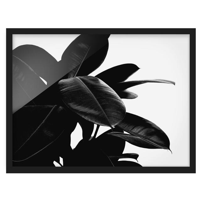 Rubber Tree Leaves Black White - Picture Frame Graphic Art Bay Isle Home Frame Option: Black Framed, Size: 40cm H x 55cm W x 2cm D on Productcaster.