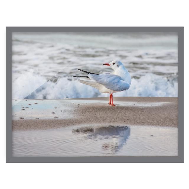 Picture With Frame - Seagull On Beach In Front Of Sea - Landscape 3:4 Highland Dunes Frame Option: Grey, Size: 50cm H x 70cm W x 2cm D on Productcaster.