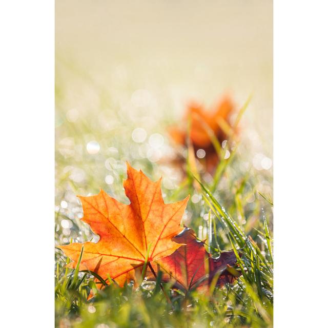 Autumn Maple Leaves In The Dewy Grass by Altocumulus - Wrapped Canvas Print Ebern Designs Size: 122cm H x 81cm W on Productcaster.