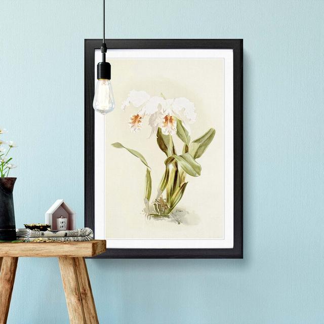 Magnolia Flowers Illustration Tab. 12 by Frederick Sander - Picture Frame Painting Print East Urban Home Size: 60cm H x 40cm W x 2cm D, Frame Option: on Productcaster.