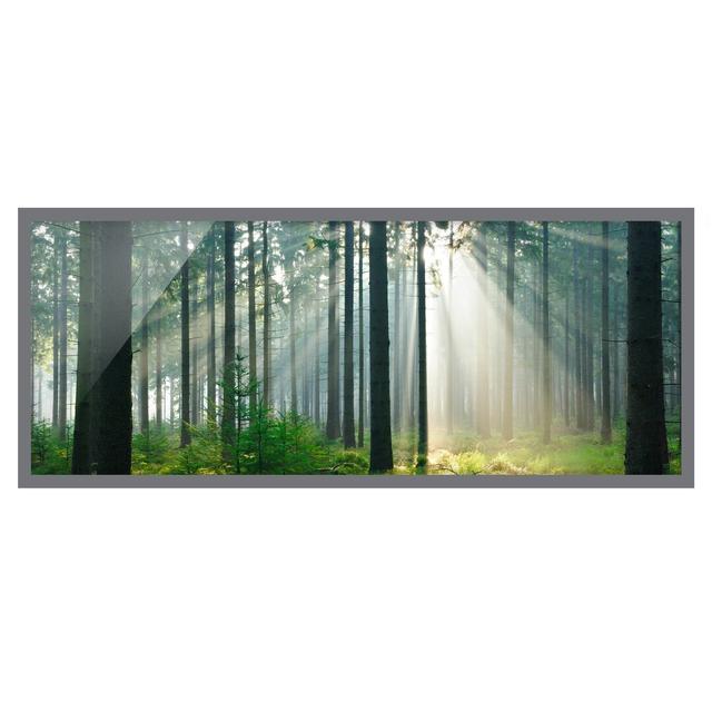 Enlightened Forest - Picture Frame Photograph Union Rustic Frame Option: Grey Framed, Size: 30cm H x 75cm W x 2cm D on Productcaster.