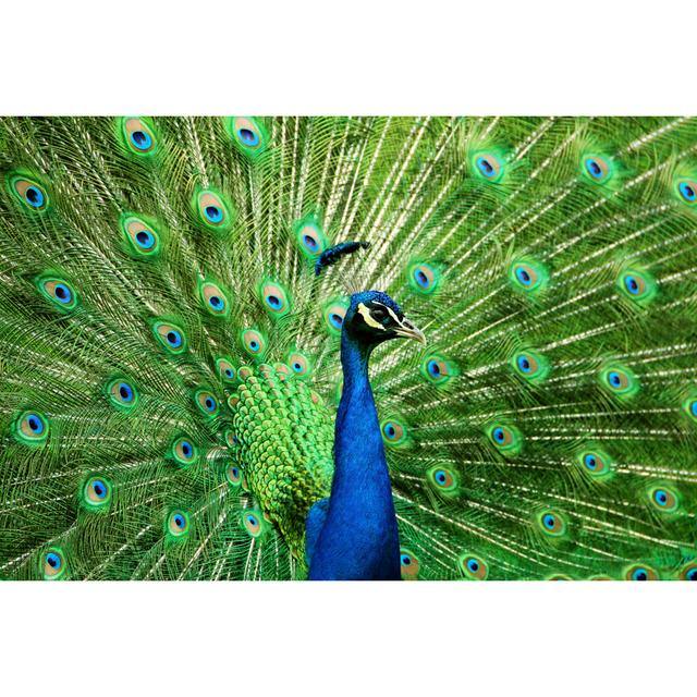 Portrait Of Peacock by Fotolinchen - Wrapped Canvas Art Prints Latitude Run Size: 20cm H x 30cm W on Productcaster.