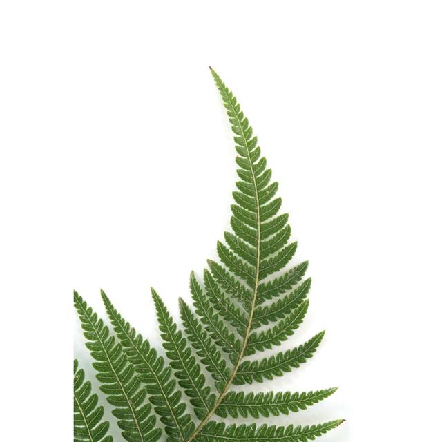 Fern frond 17 Stories Größe: 60 cm H x 40 cm B on Productcaster.