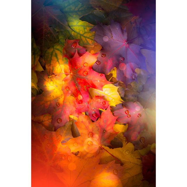 Fallen Autumn Leaves by Proslgn - Wrapped Canvas Photograph 17 Stories Size: 76cm H x 51cm W on Productcaster.