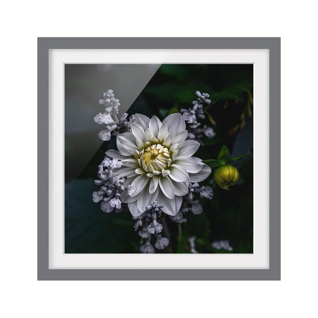 Gerahmtes Poster White Dahlia East Urban Home Größe: 70 cm H x 70 cm B, Rahmenoptionen: Mattgrau on Productcaster.