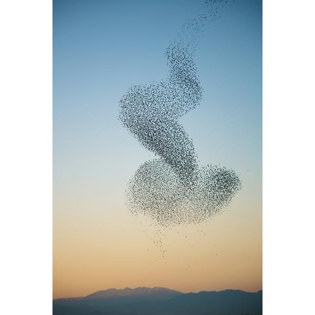 Murmuration of starlings 17 Stories Size: 91cm H x 61cm W x 3.8cm D on Productcaster.