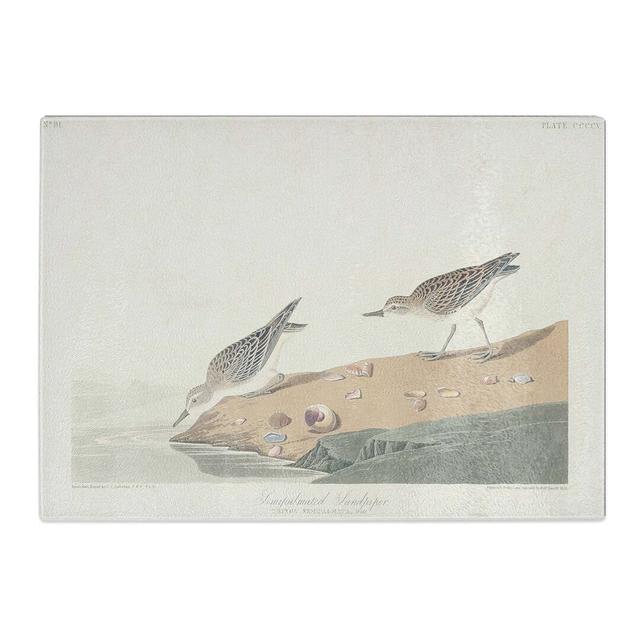 Tempered Glass Semipalmated Sandpiper by John James Audubon Chopping Board East Urban Home Size: 39 cm x 28.5 cm on Productcaster.