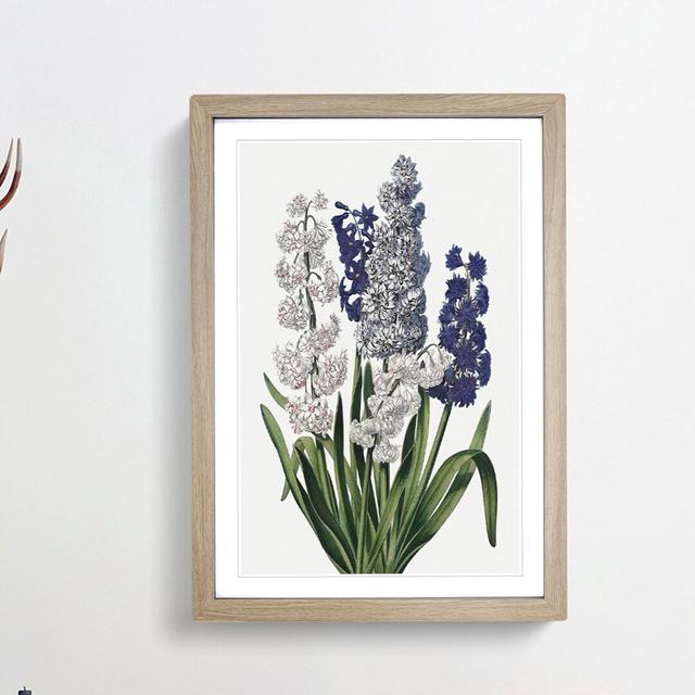 Hyacinth Flowers by R.J. Thornton - Picture Frame Painting Print East Urban Home Size: 36cm H x 27cm W x 2cm D, Frame Option: Oak Framed on Productcaster.