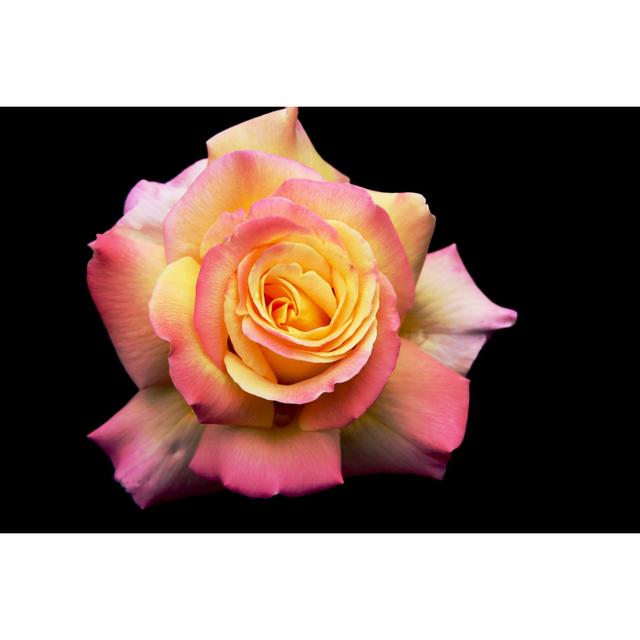 Beautiful Pink And Yellow Rose by Lubilub - No Frame Art Prints on Canvas 17 Stories Size: 40cm H x 60cm W on Productcaster.