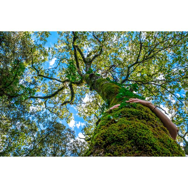 Moss Covered Tree Trunk by Cavan Images - Wrapped Canvas Photograph Alpen Home Size: 51cm H x 76cm W on Productcaster.