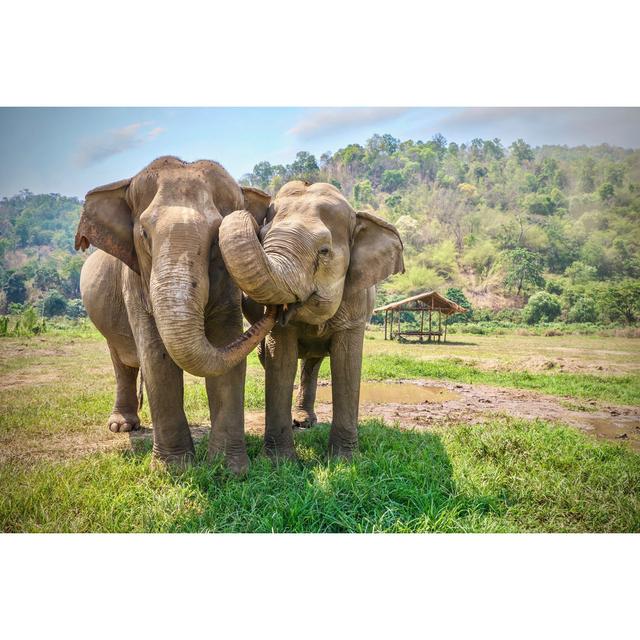 Friendly and Affectionate Animal Behavior As Two Adult Female Asian Elephants (Elephas Maximus) Touch Each Other with Their Trunks and Faces Rural Nor on Productcaster.