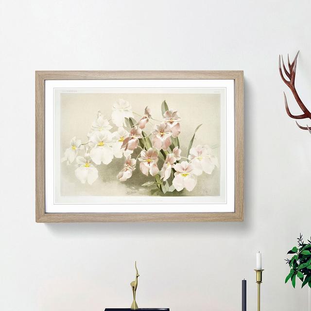 Magnolia Flowers Illustration Tab. 29 by Frederick Sander - Picture Frame Painting Print East Urban Home Size: 27cm H x 36cm W x 2cm D, Frame Option: on Productcaster.