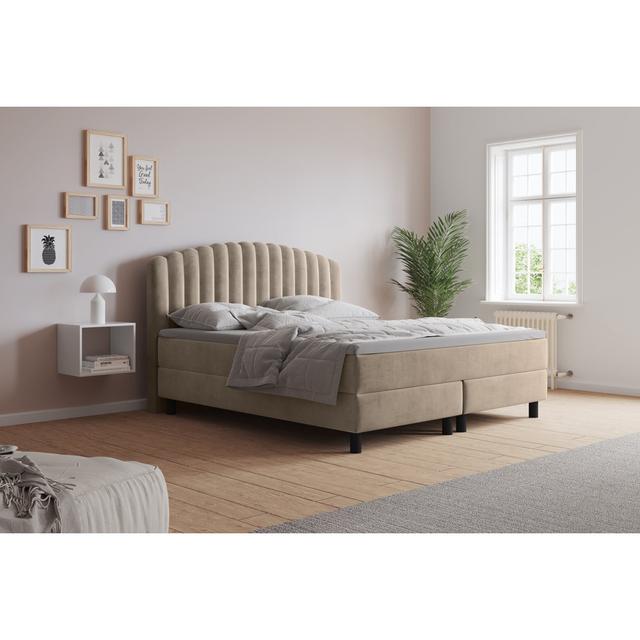 Echtes Boxspringbett Adinath mit Kaltschaum Topper, mit Samtstoff bezogen Canora Grey Matratzenhärte: H3 - ca. 75-100 kg / H4 - ab 100 kg, Größe: 160 on Productcaster.