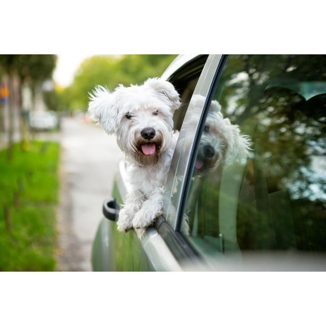 Young Dog Looking Out The Car Window - Wrapped Canvas Print Ebern Designs Size: 30cm H x 46cm W on Productcaster.