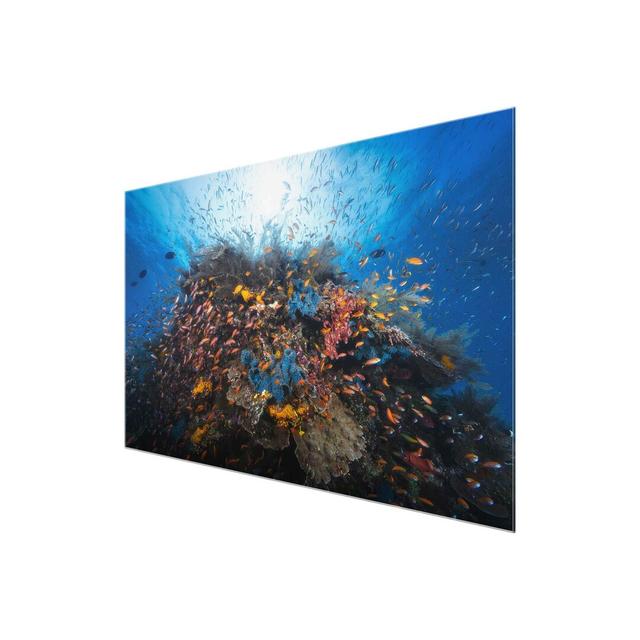 Lagoon with Fish - Photograph Print on Glass East Urban Home Size: 60 cm H x 90 cm W on Productcaster.