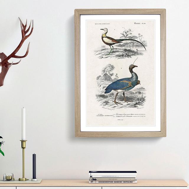 Bird Illustrations PL. 10 by Charles D' Orbigny - Single Picture Frame Painting East Urban Home Size: 33cm H x 24cm W x 2cm D, Frame Option: Oak Frame on Productcaster.