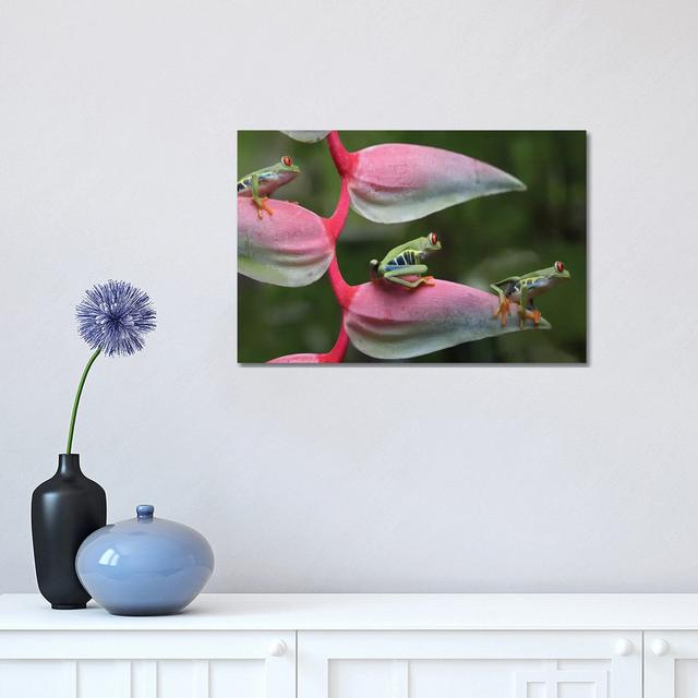 Red-Eyed Tree Frog Three Sitting On Heliconia, Costa Rica, Digital Composite by Tim Fitzharris - Wrapped Canvas Gallery-Wrapped Canvas Giclée Ebern De on Productcaster.