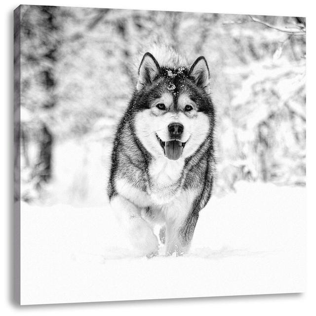 Leinwandbild Siberian Husky in Winter Forest ModernMoments Maße: 70 cm H x 70 cm B x 1,8 cm T on Productcaster.