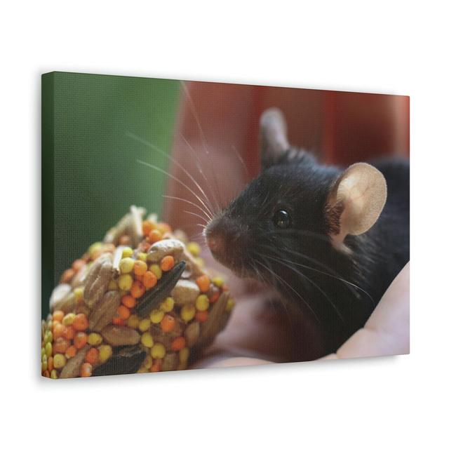 Funny Rat Silly Rat Outside Wall Art Fleur De Lis Living Size: 27.94cm H x 35.56cm W on Productcaster.